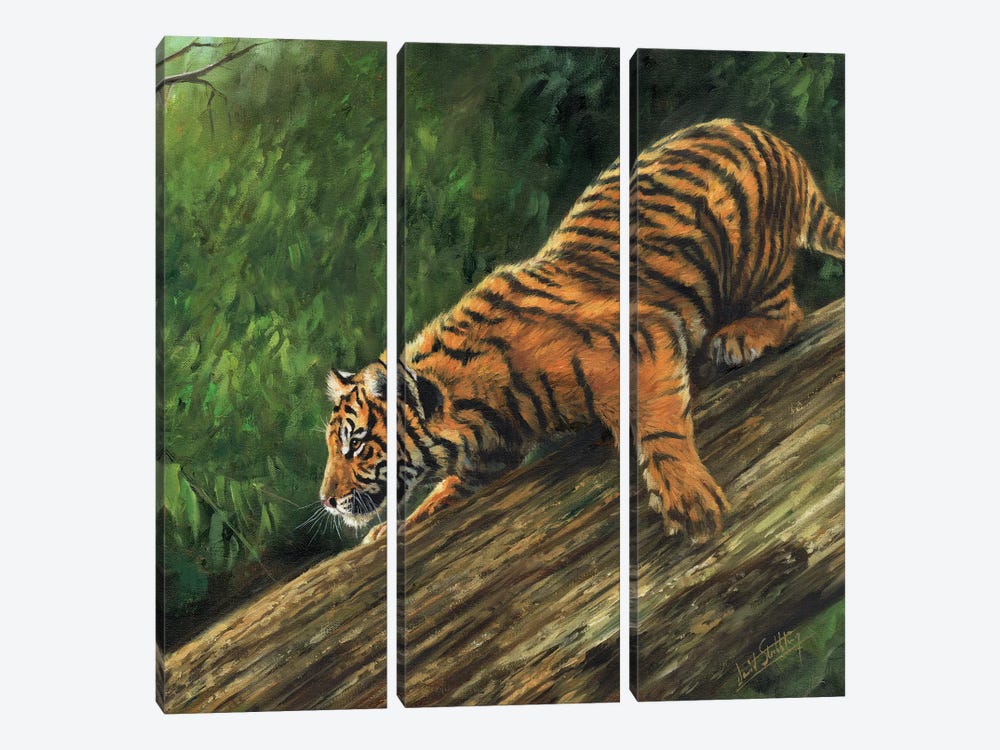 Tiger In Tree by David Stribbling 3-piece Canvas Wall Art