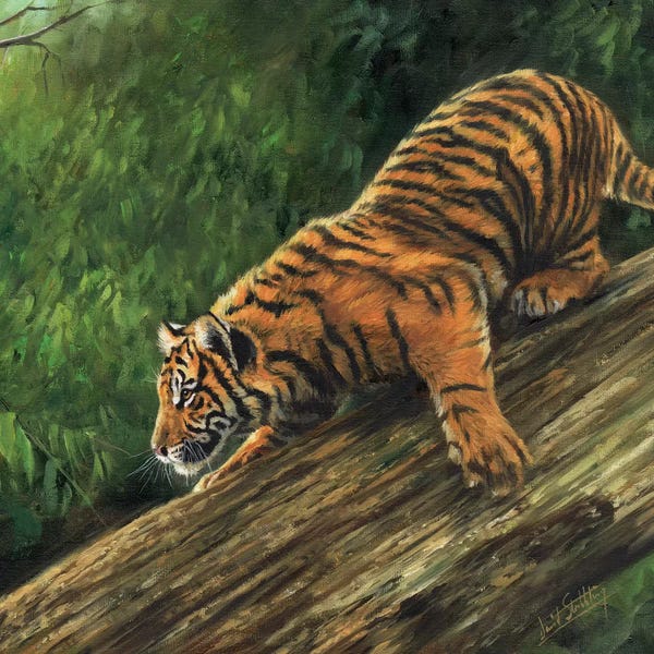 David Stribbling: Tiger In Tree by David Stribbling