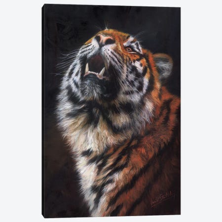 Tiger Looking Up Canvas Print #STG114} by David Stribbling Canvas Artwork