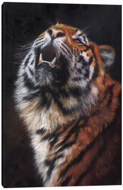 Tiger Looking Up Canvas Art Print - David Stribbling