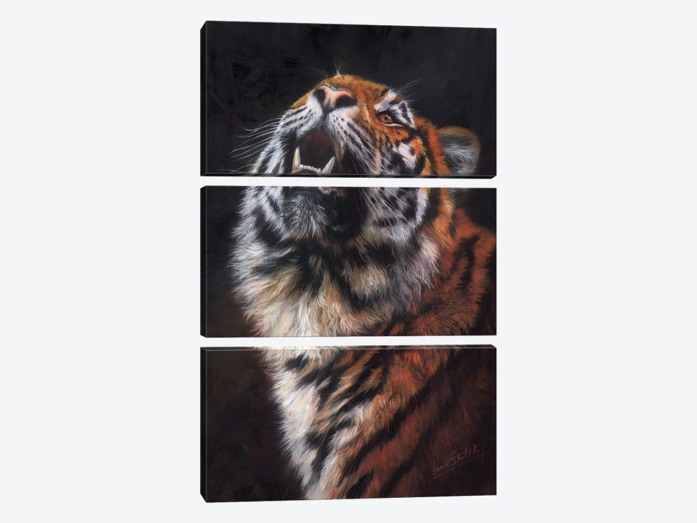 Tiger Looking Up by David Stribbling 3-piece Canvas Print