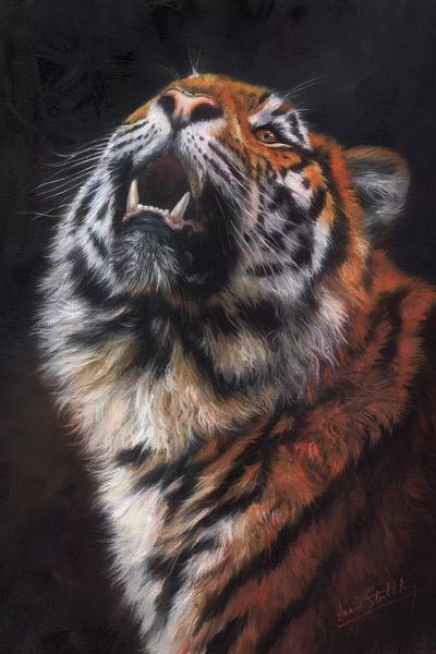 Tigers: Tiger Looking Up by David Stribbling