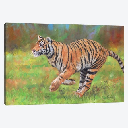 Tiger Running Canvas Print #STG115} by David Stribbling Canvas Wall Art
