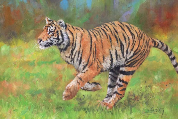 David Stribbling: Tiger Running by David Stribbling