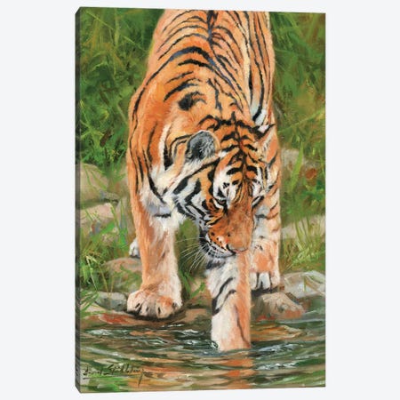 Tiger Stream Canvas Print #STG116} by David Stribbling Canvas Artwork