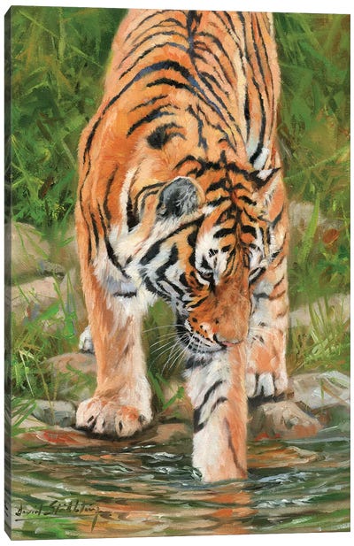 Tiger Stream Canvas Art Print - David Stribbling