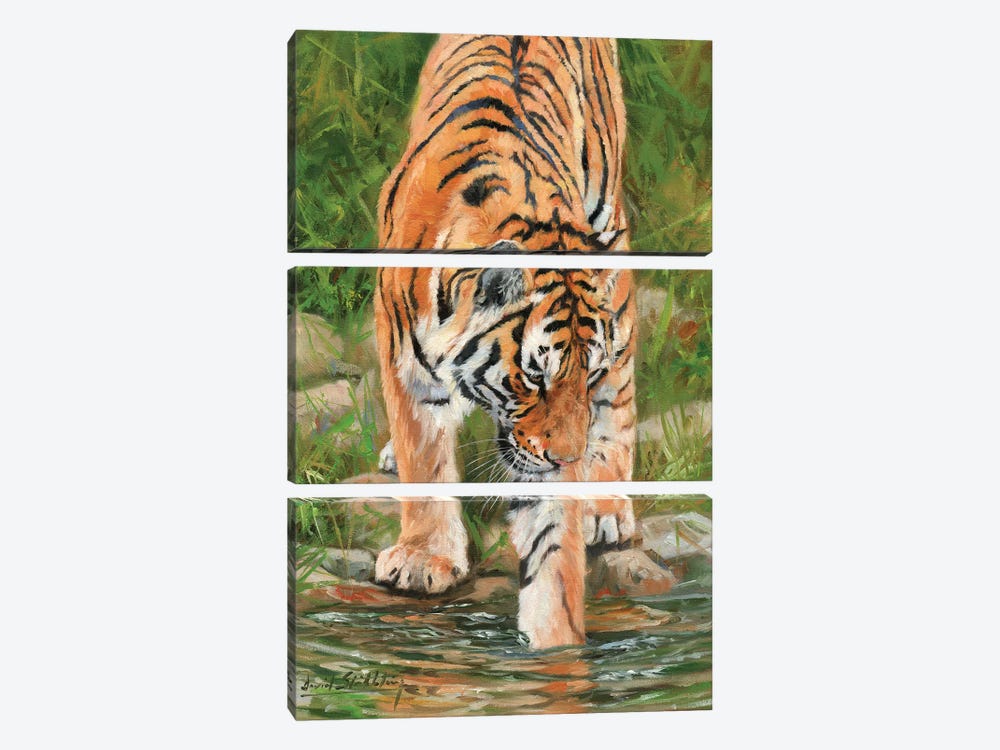 Tiger Stream by David Stribbling 3-piece Canvas Art Print