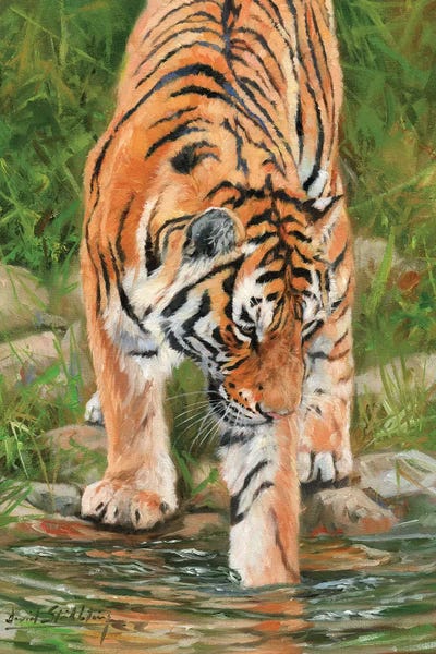 Tigers: Tiger Stream by David Stribbling