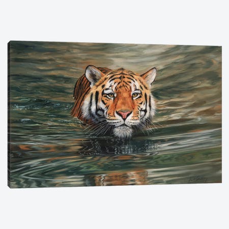 Tiger Water Front Canvas Print #STG117} by David Stribbling Canvas Artwork