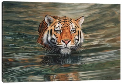 Tiger Water Front Canvas Art Print - David Stribbling