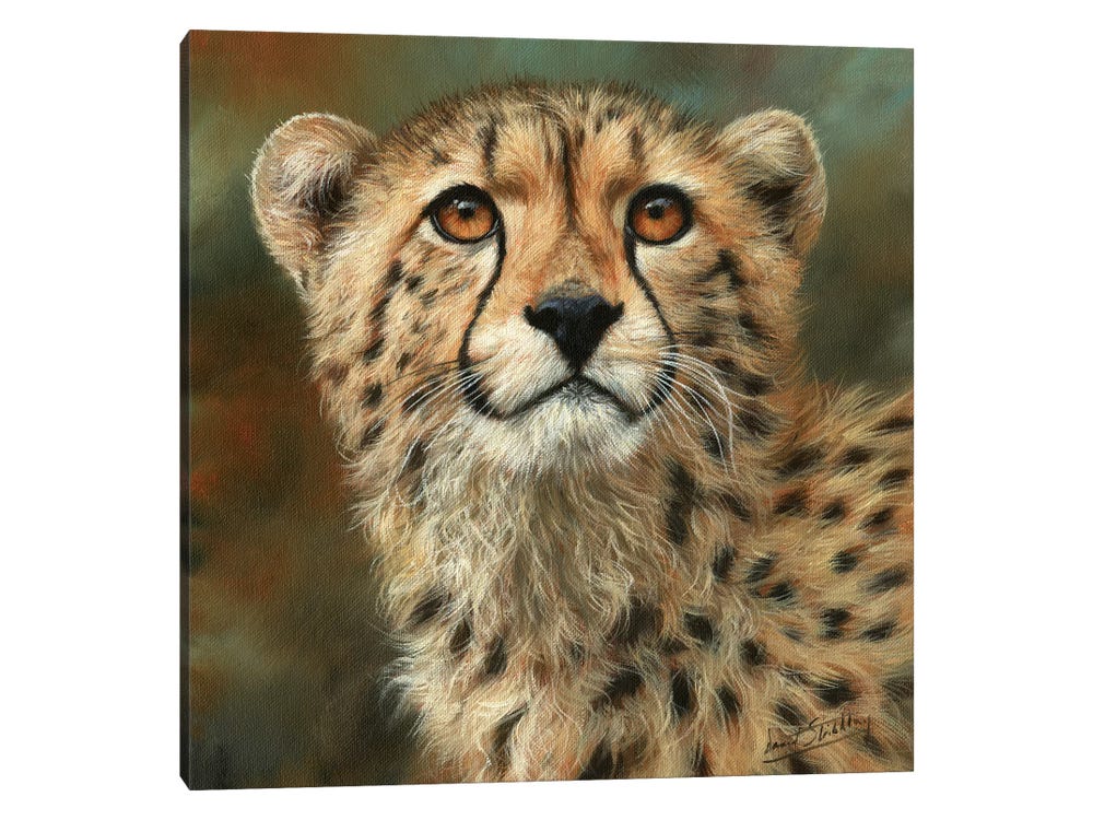 Free State Cheetahs Brand Color Codes »