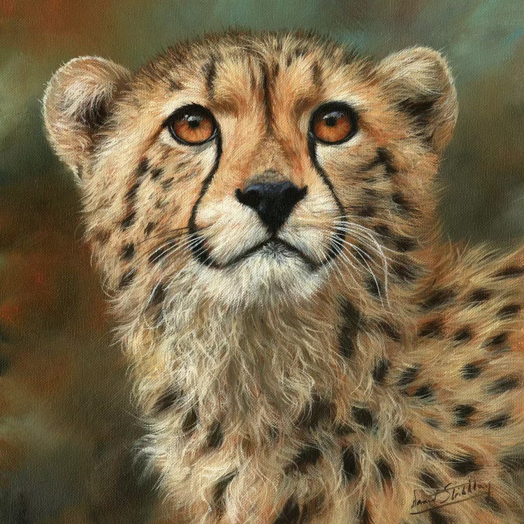 Cheetah Portrait by David Stribbling wall art