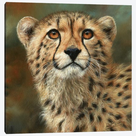 Cheetah Portrait Canvas Print #STG118} by David Stribbling Canvas Art Print