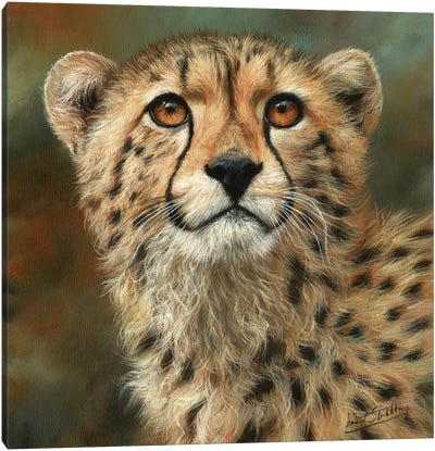 Cheetah Portrait Canvas Art Print - David Stribbling