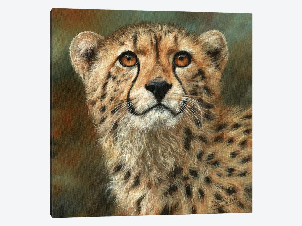 Cheetah Portrait by David Stribbling 1-piece Canvas Art Print