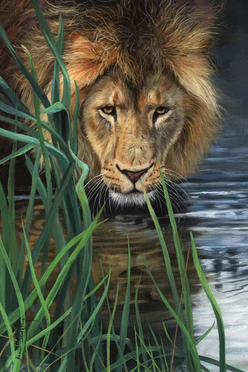 Lion In Grass & Water