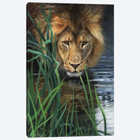Lion In Grass & Water Canvas Print #STG119} by David Stribbling Art Print