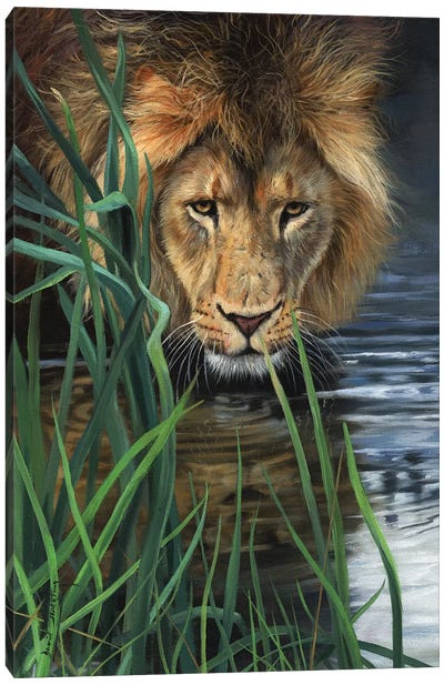 Lion In Grass & Water Canvas Art Print - David Stribbling