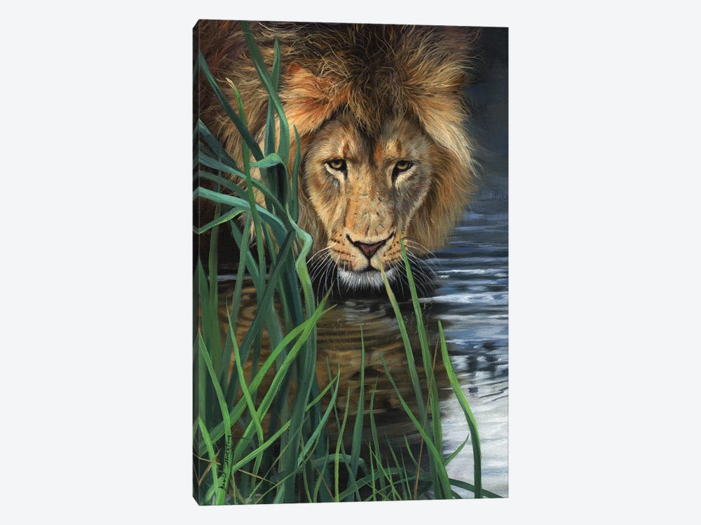 Lion In Grass & Water by David Stribbling 1-piece Canvas Artwork