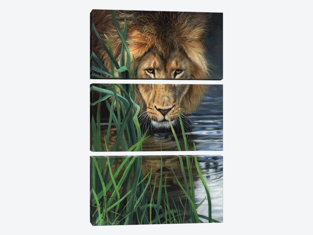 Lion In Grass & Water by David Stribbling 3-piece Canvas Artwork