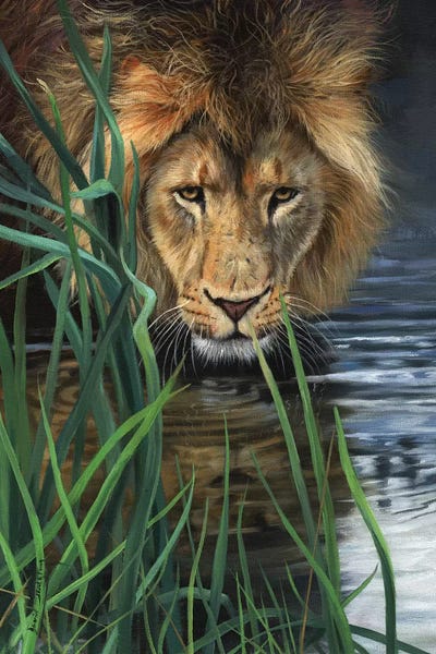 Grasses: Lion In Grass & Water by David Stribbling