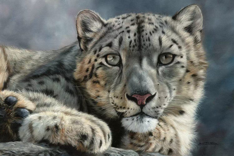 Snow Leopard Portrait