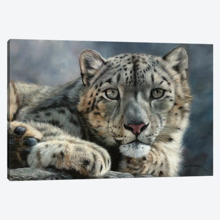 Snow Leopard Portrait Canvas Print #STG120} by David Stribbling Canvas Artwork