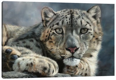 Snow Leopard Portrait Canvas Art Print - David Stribbling