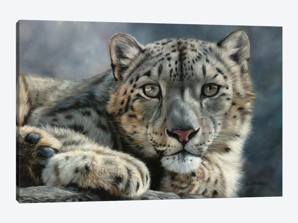 Snow Leopard Portrait by David Stribbling 1-piece Canvas Wall Art