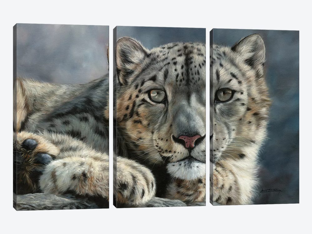 Snow Leopard Portrait by David Stribbling 3-piece Canvas Art