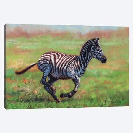 Zebra Running Canvas Print #STG121} by David Stribbling Canvas Art