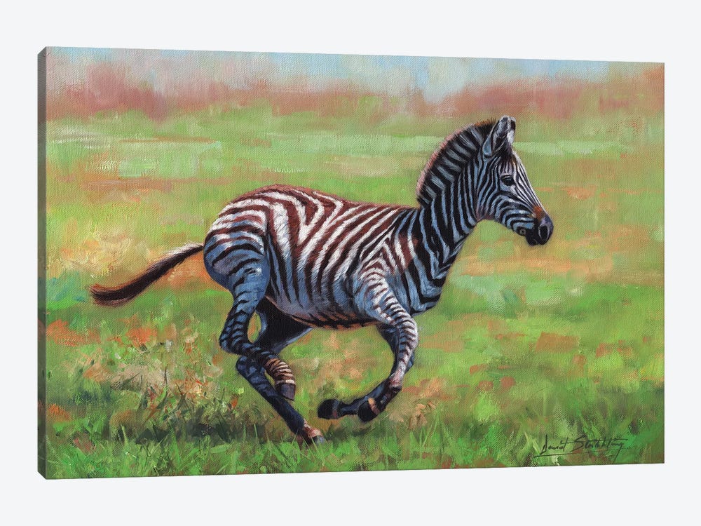 Zebra Running by David Stribbling 1-piece Canvas Art Print