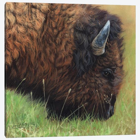 Bison Grazing Canvas Print #STG122} by David Stribbling Canvas Art