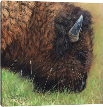 Bison Grazing Canvas Art Print - David Stribbling