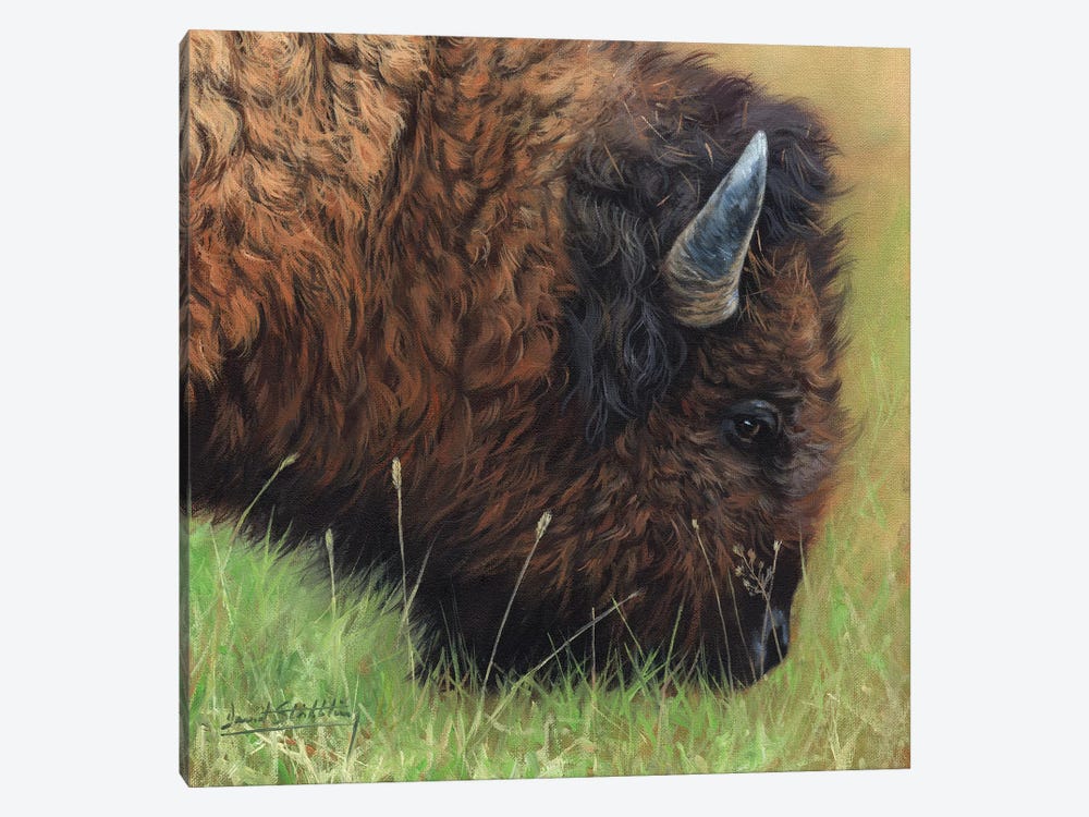 Bison Grazing by David Stribbling 1-piece Canvas Artwork