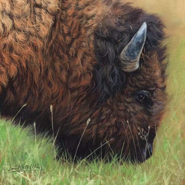 Bison & Buffaloes: Bison Grazing by David Stribbling