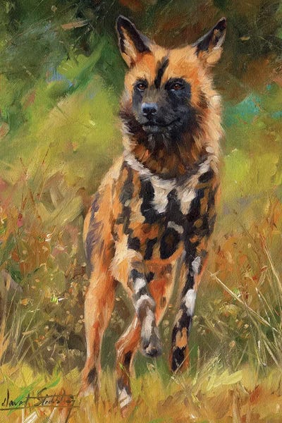 African Wild Dog by David Stribbling framed canvas print