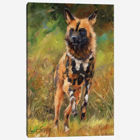 African Wild Dog Canvas Print #STG123} by David Stribbling Canvas Wall Art