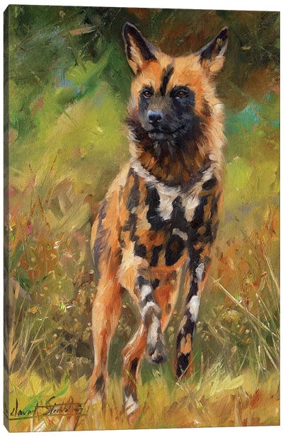African Wild Dog Canvas Art Print - Wildlife Conservation Art