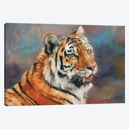 Amur Tiger II Canvas Print #STG125} by David Stribbling Canvas Print