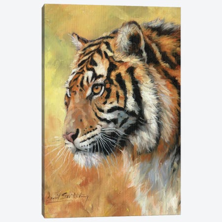 Amur Tiger Portrait Canvas Print #STG126} by David Stribbling Canvas Print
