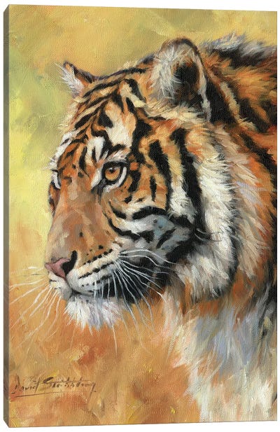 Amur Tiger Portrait Canvas Art Print - David Stribbling
