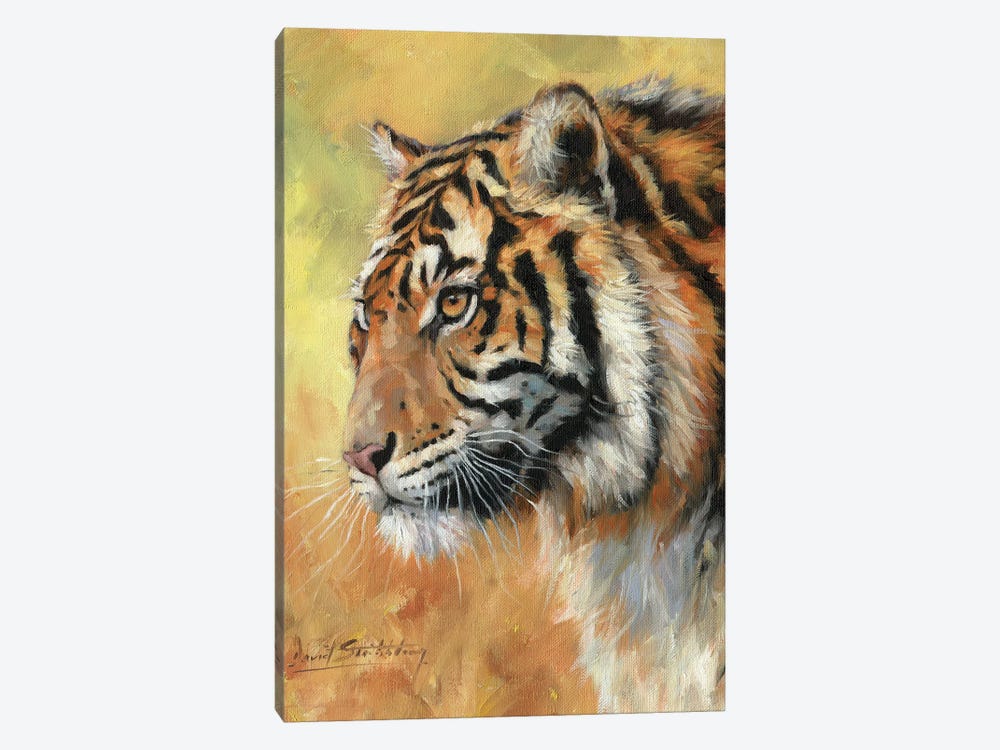 Amur Tiger Portrait by David Stribbling 1-piece Canvas Art
