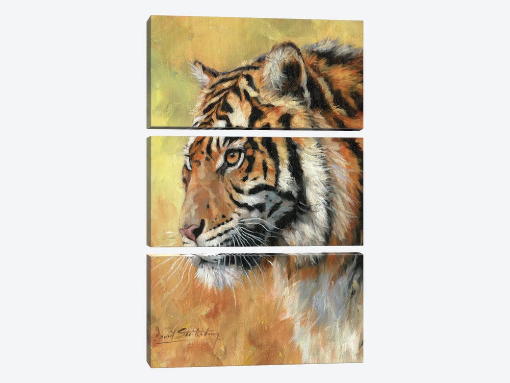 Amur Tiger Portrait by David Stribbling 3-piece Canvas Art