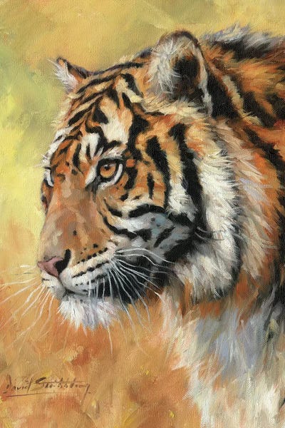 Tigers: Amur Tiger Portrait by David Stribbling