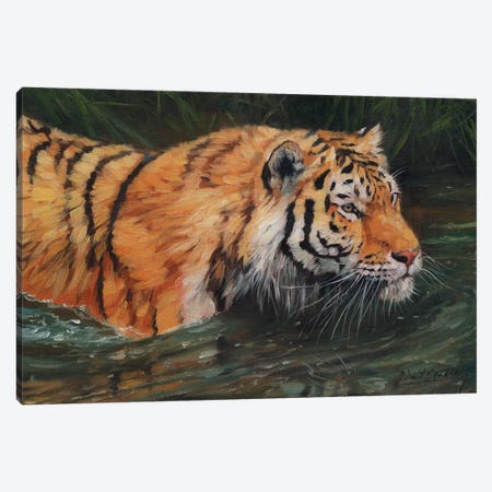 Amur Tiger River Canvas Print #STG127} by David Stribbling Canvas Print