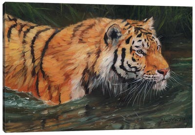 Amur Tiger River Canvas Art Print - David Stribbling