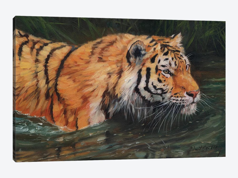 Amur Tiger River by David Stribbling 1-piece Art Print