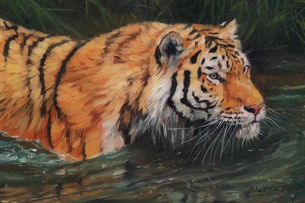 David Stribbling: Amur Tiger River by David Stribbling