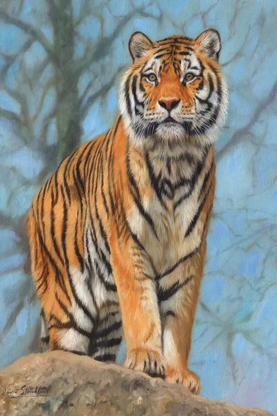 Amur Tiger Watch by David Stribbling art print
